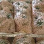 Pork ready for woodoven